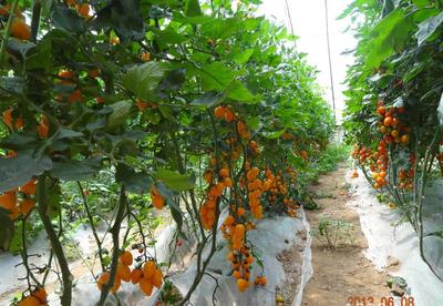 【番茄種子 蔬菜種子種苗批發(fā) 黃色櫻桃柿子種子 黃玲瓏種子】價格_廠家_圖片 -