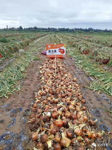 安達種業(yè)各品種洋蔥長勢喜人 2
