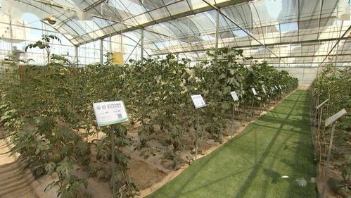 張鴻檢查指導第三屆酒泉現(xiàn)代種業(yè)博覽會暨特色農產品推介會籌備情況