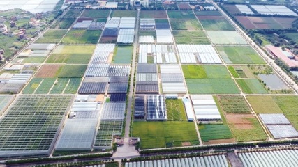 云南:扛牢使命擔當 壯大滇系種業(yè)