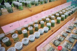 很土又很潮 首屆廣州農業(yè) 南沙 嘉年華,現(xiàn)代種業(yè)科技成就喜人