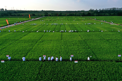 強信心&middot;走進百企|用技術創(chuàng)新守牢種業(yè)&ldquo;中國芯&rdquo;