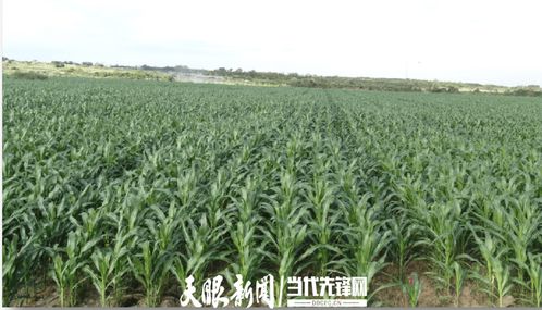 農發行花溪支行發放600萬元貸款，助力種業小微企業實現育繁推一體化產業建設