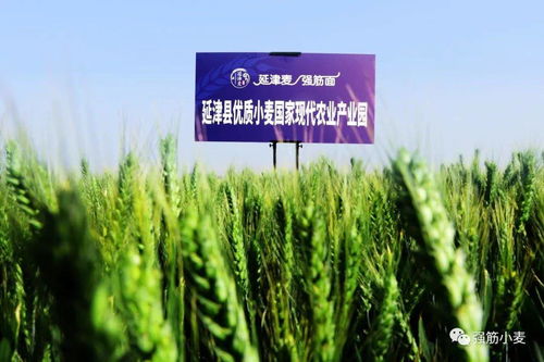 歲歲冬至，種業新篇