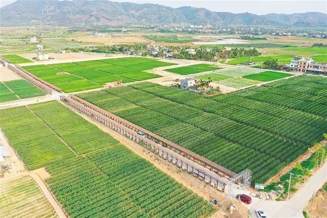 深度參與南繁產業建設，海墾南繁產業集團 打造種業新力量