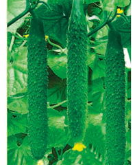 山東濰坊惠農種業 科技興農，良種先行——產品展示與種業發展新篇章