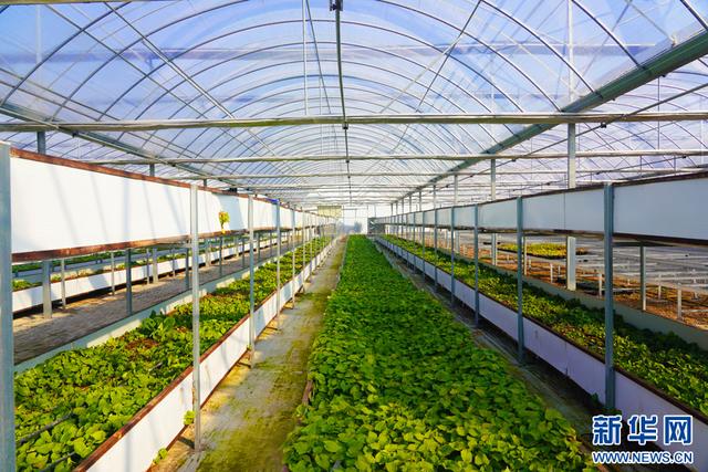 深圳市農檢中心舉辦專題宣講 筑牢安全屏障，護航種業安全